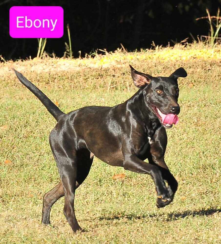 Ebony