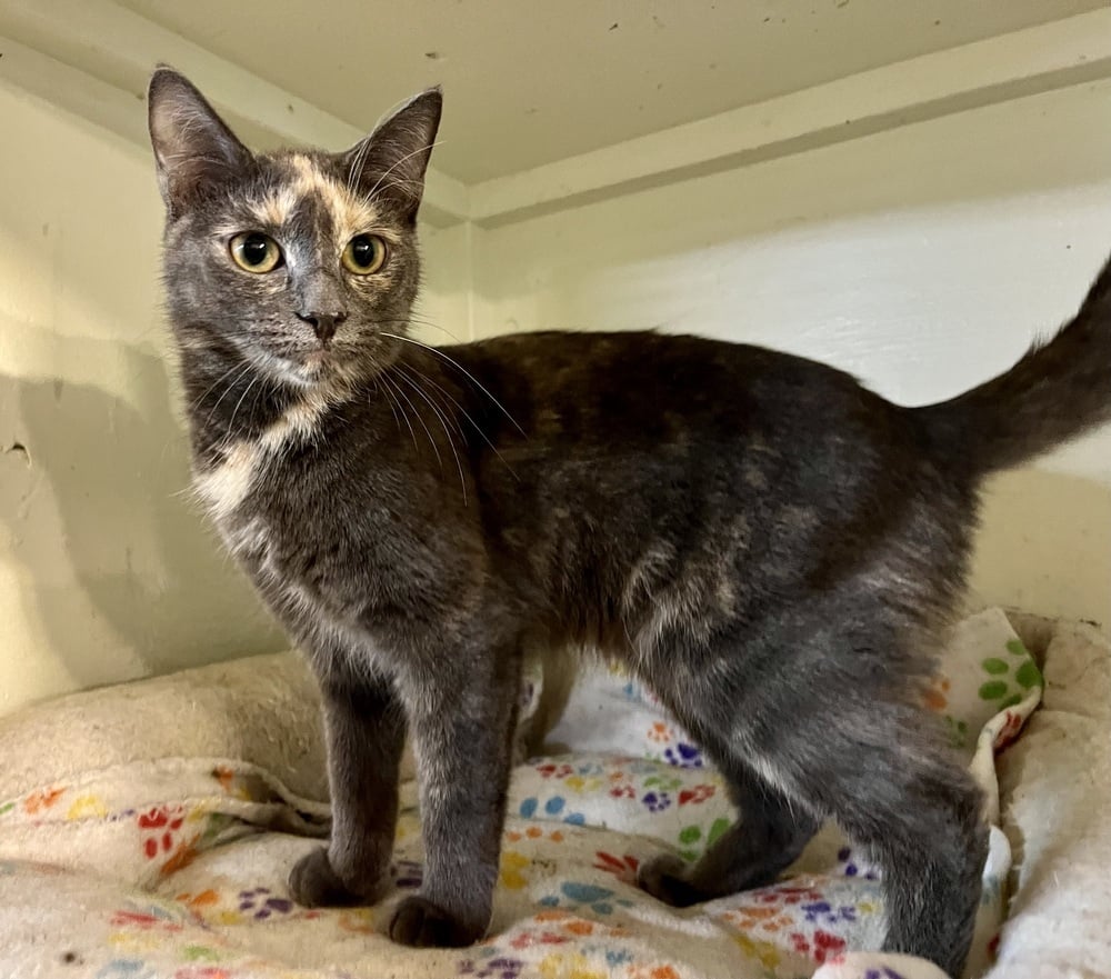 Jamaica (BONDED PAIR)