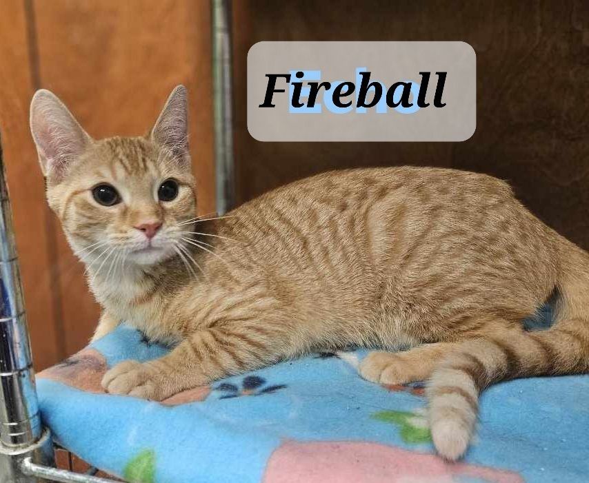 Fireball