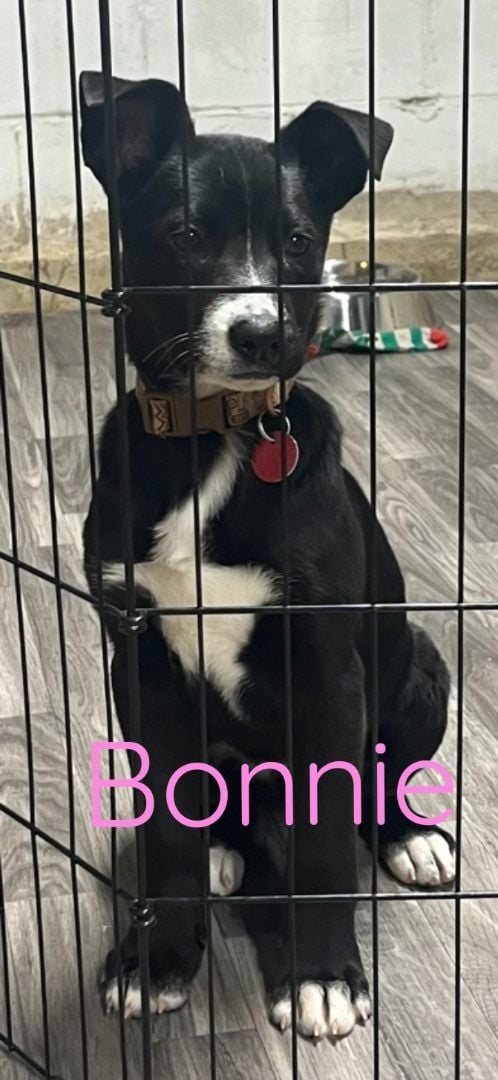 Bonnie