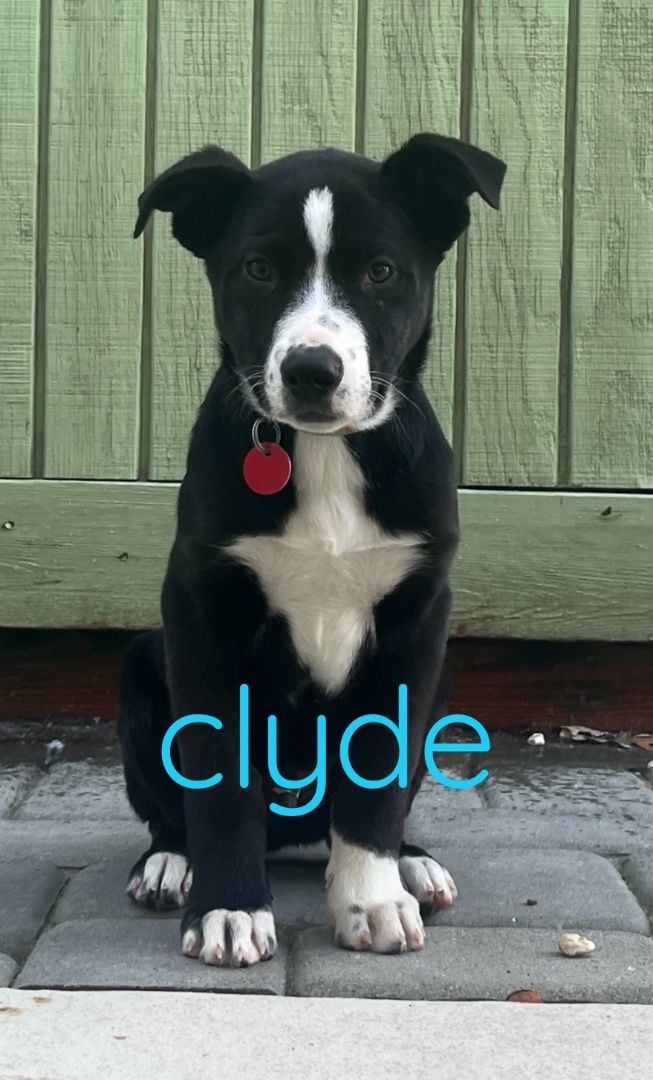 Clyde