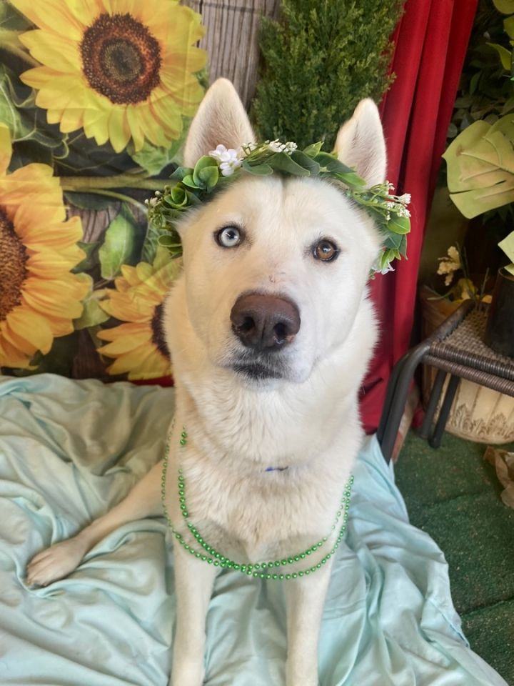 Adorable Polly- White Siberian Beauty