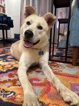 Polygon - IN FOSTER - ADOPTED