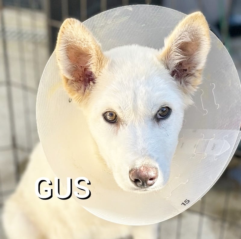 Gus
