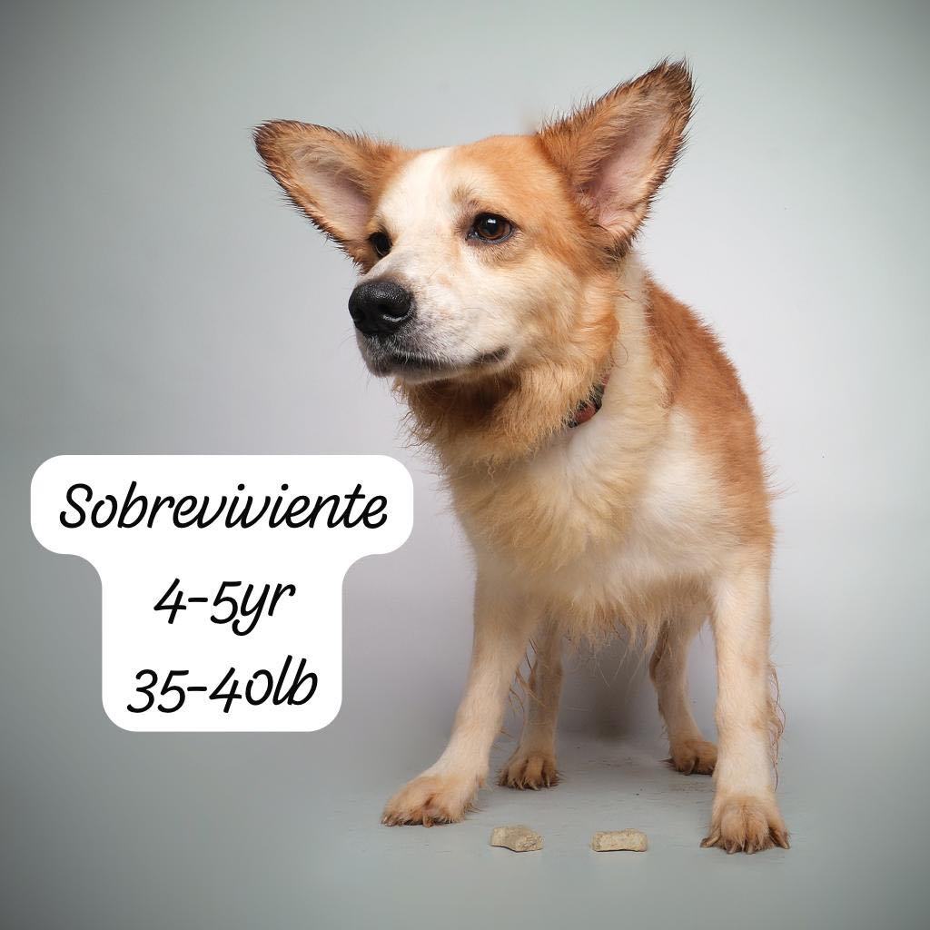 Sobreviviente (Survivor)