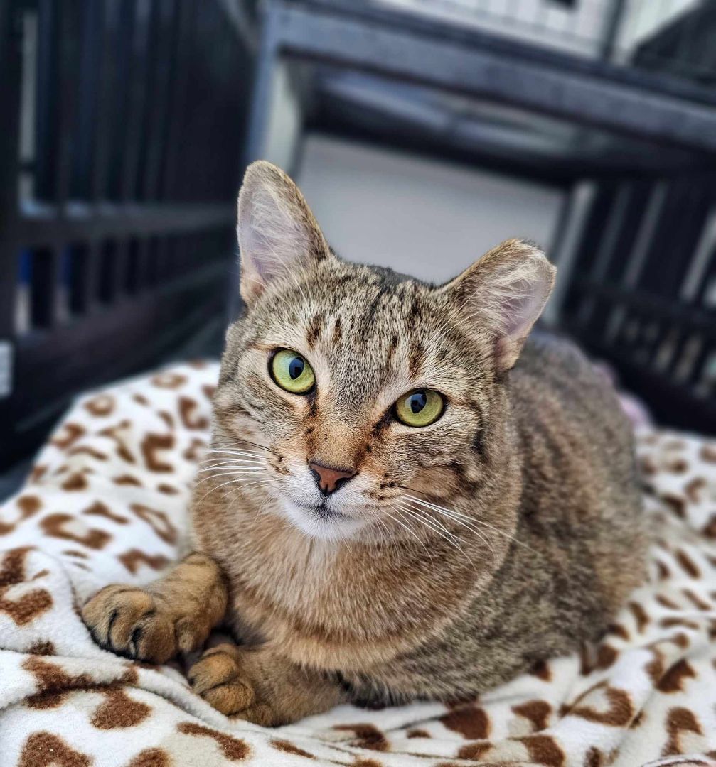 Foxy Alma Brown (Cocoa) Gorgeous Kitty Cat Unique Markings Broken Tail Loves to Be Pet with Video & Supplies