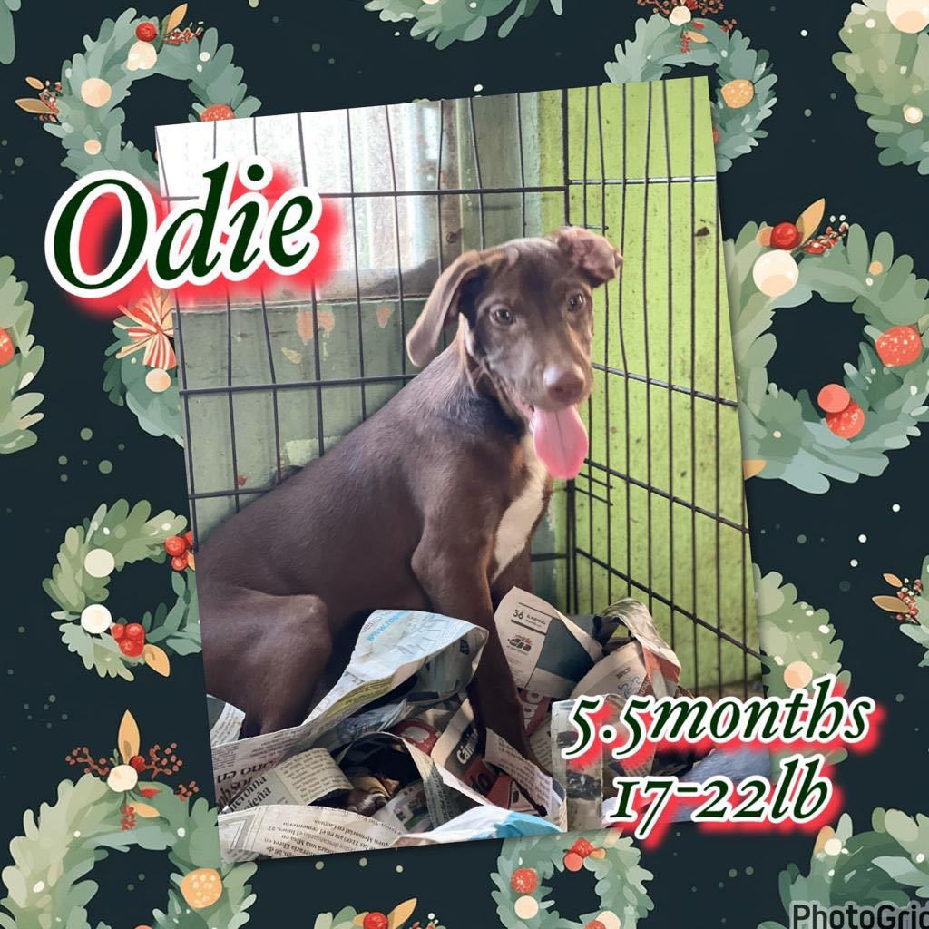 Odie