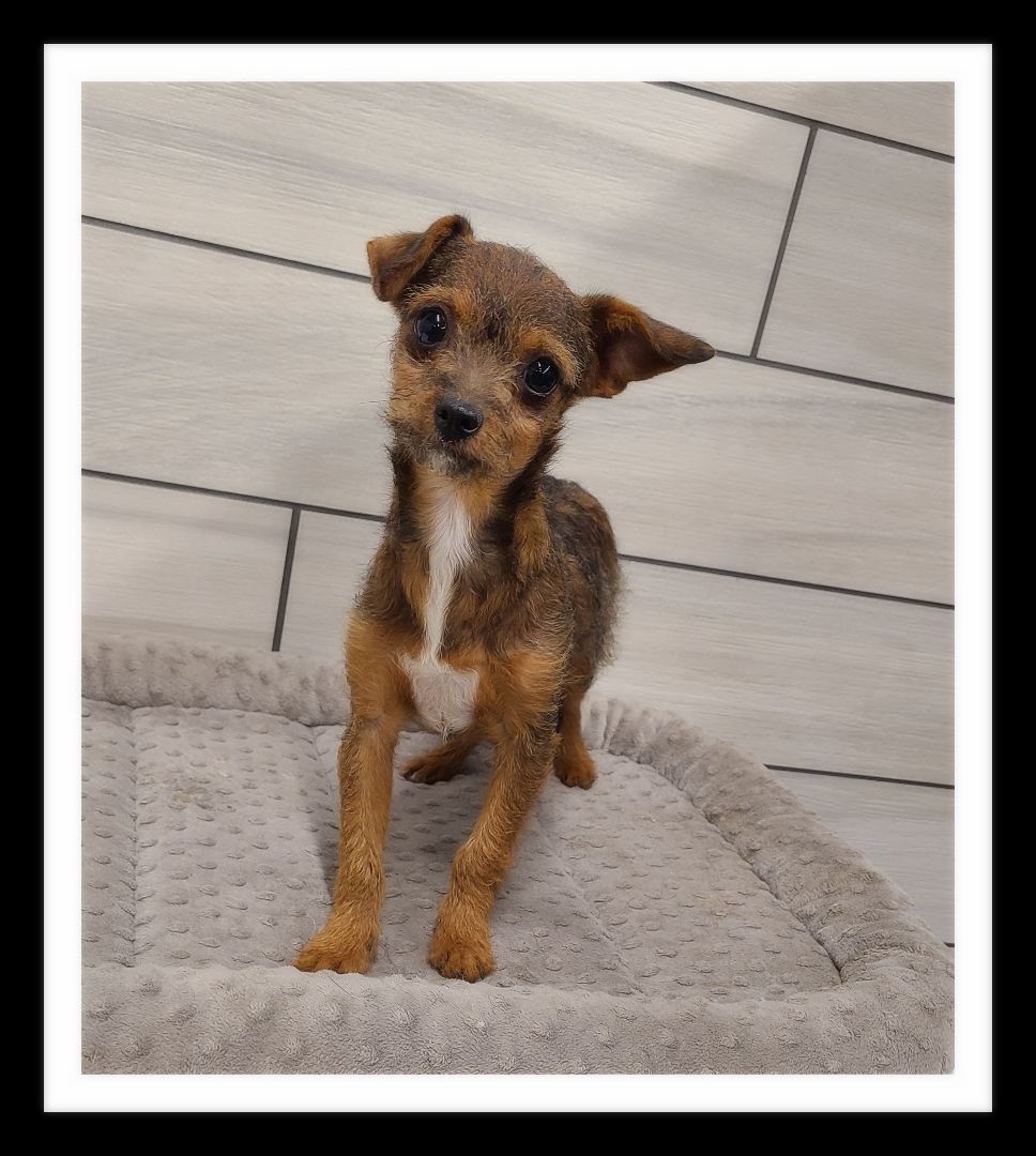 CLIFFORD(Please submit an application @ southernstaranimalrescue.org)