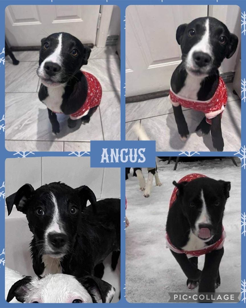 Angus