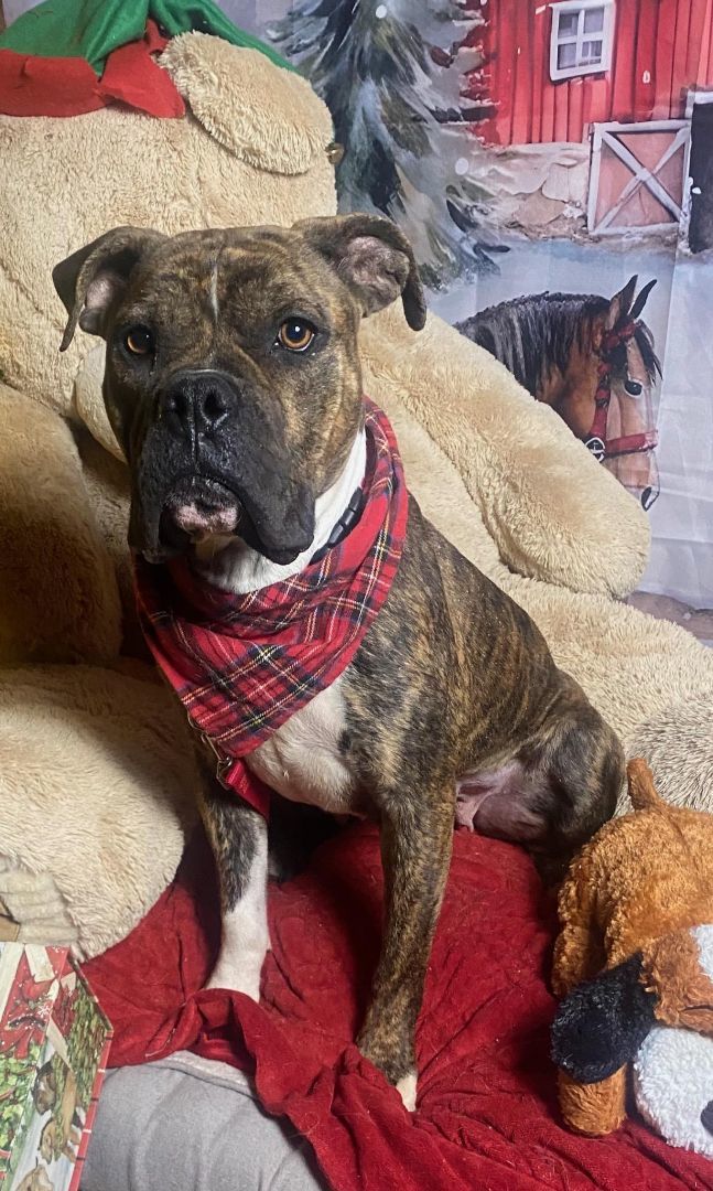 Adorable Sparkle the Boxer Mix