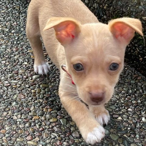 101 Dalmatians Litter _Pongo