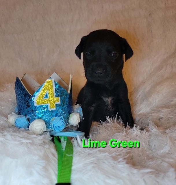 Aladdin (The Royals)