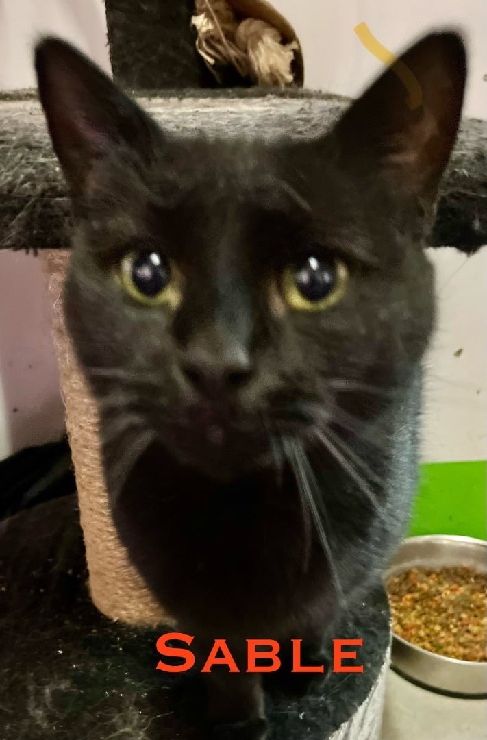 Sable 