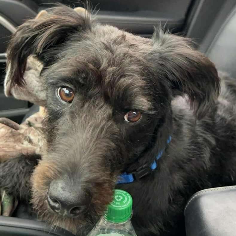 Bo - Foster Home Needed 