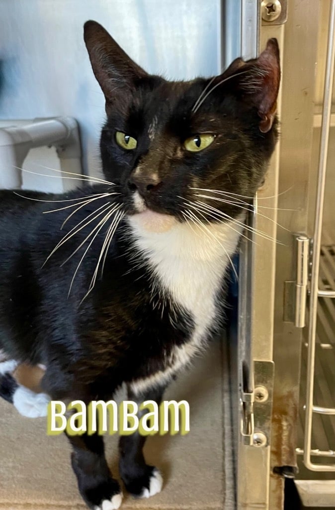 BamBam