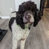 Mocha - Coming Soon!