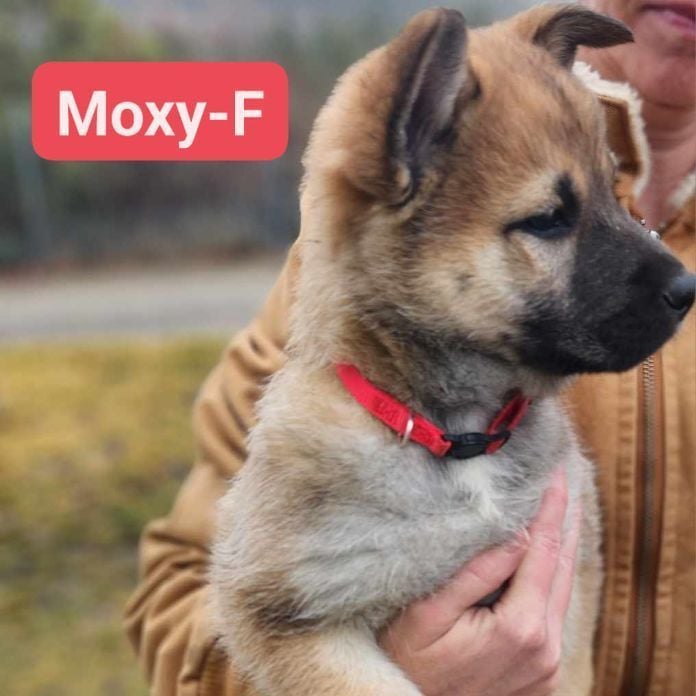 Moxy
