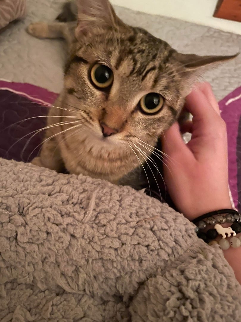 Rasha (adoptable w/Oscar)