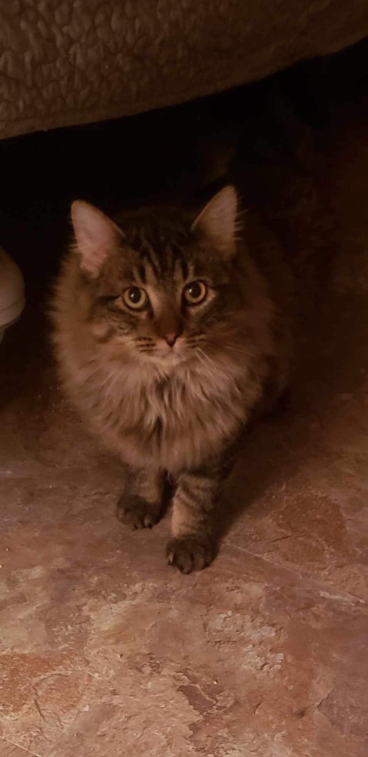 Oscar (adoptable w/Rasha)