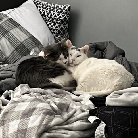 Mario & Bowser - We're a bonded pair!