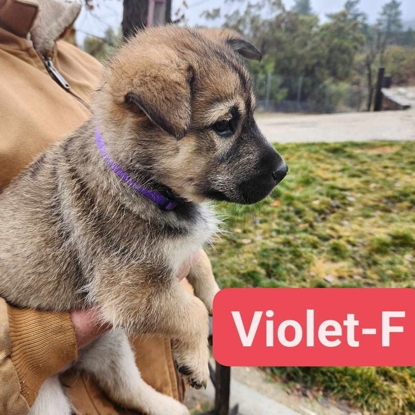 Violet