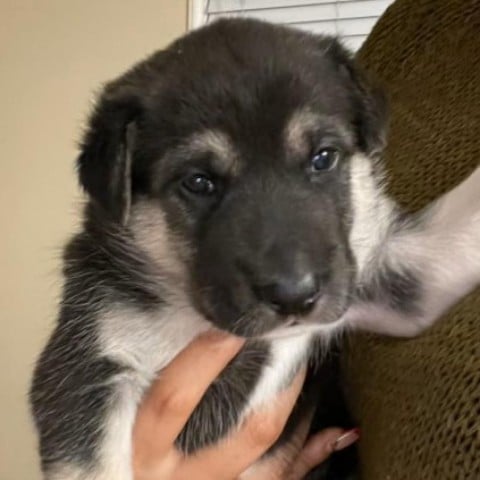 Greta Garbo (purple)