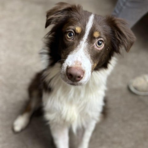 Marshall CFS# 230074055