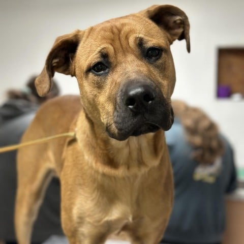 D.M.X. CFS 240004887