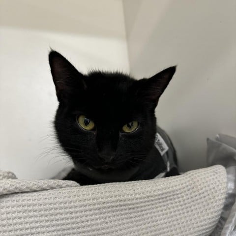 Mrs. Bennet(C000-677)- City of Industry Location