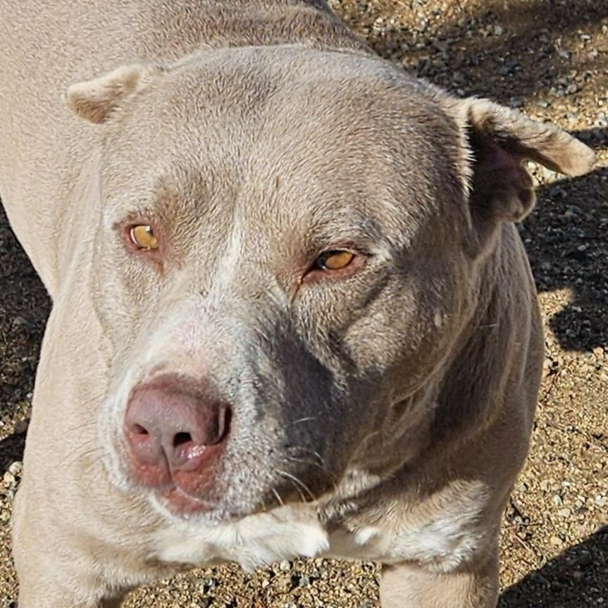 Cooper (CP) Adopt Me!