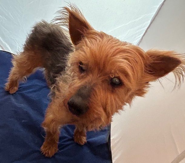 Murphy (VISION IMPAIRED)