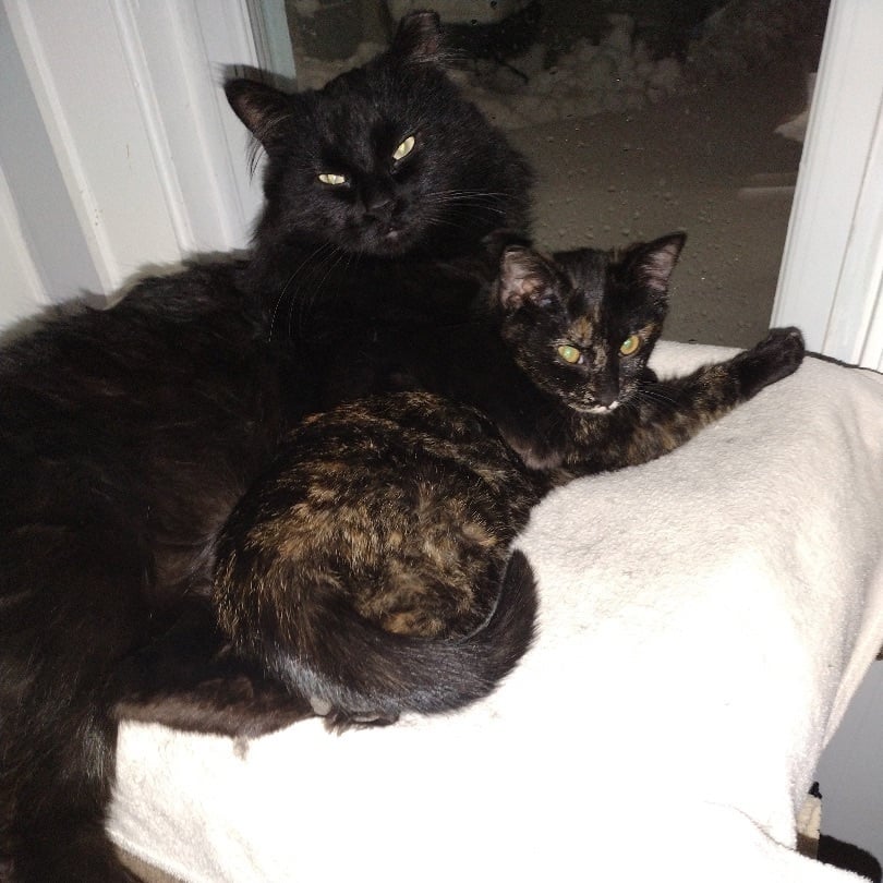 Elvis (m) & Monkey (f)