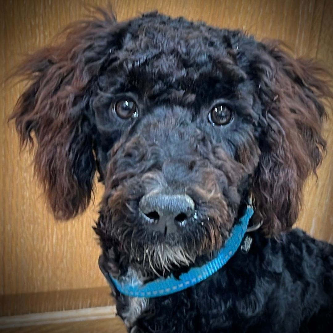 Osiris - Foster Home Needed 