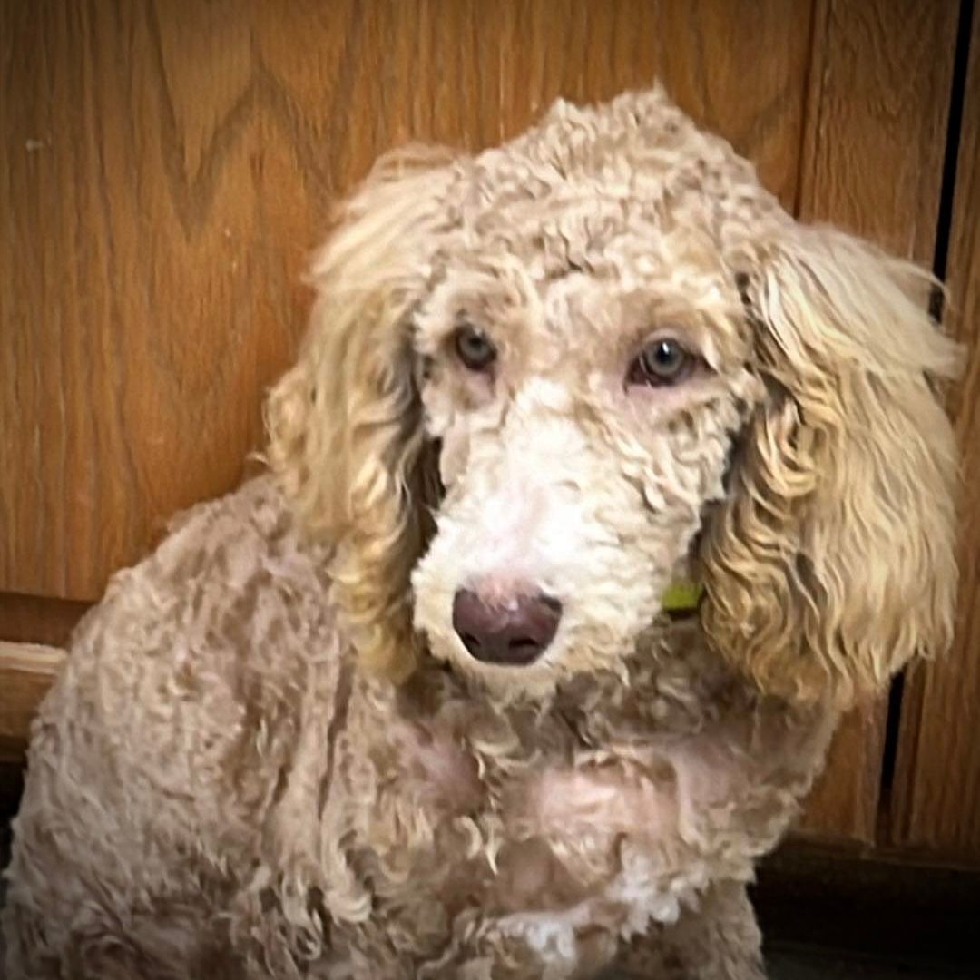 Anubis - Foster Home Needed