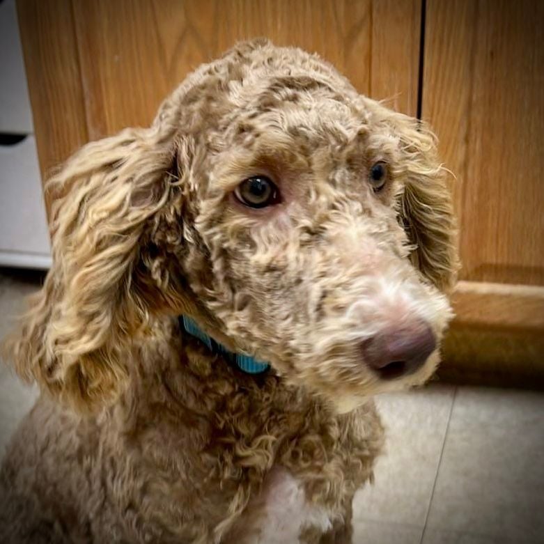 Horus - Foster Home Needed