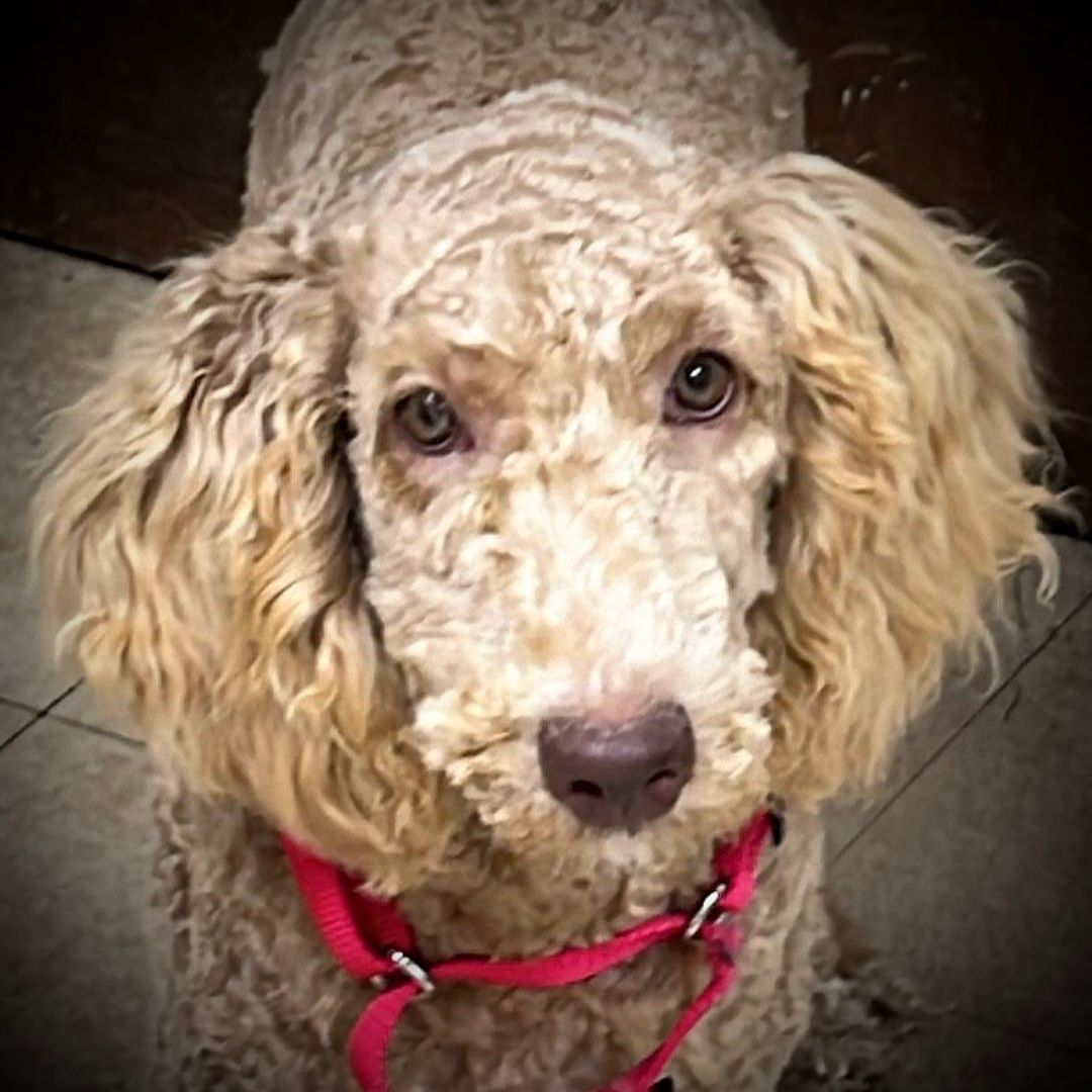 Amun - Foster Home Needed 