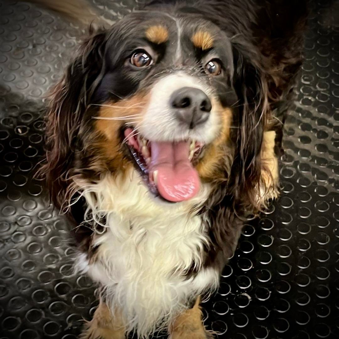 Peanut Butter - Foster Home Needed 