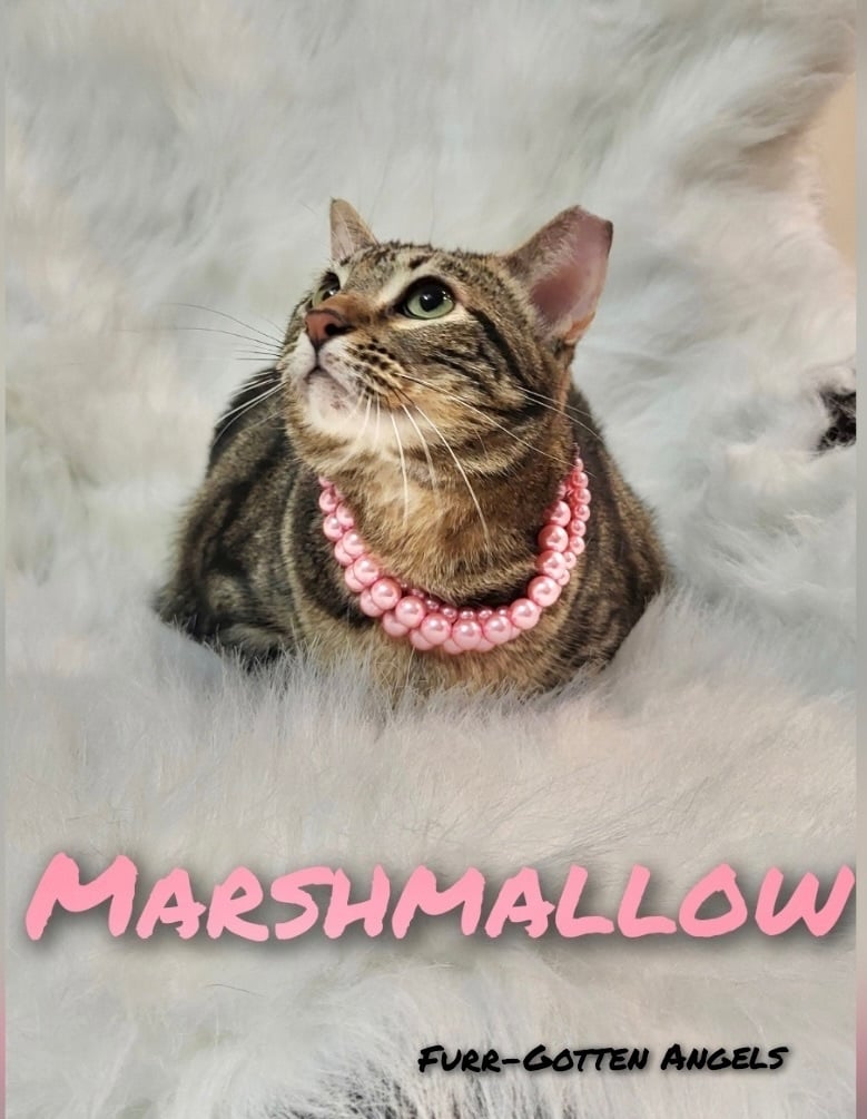 Marshmellow