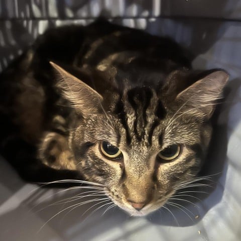 Eddy (EF Forty Nine)