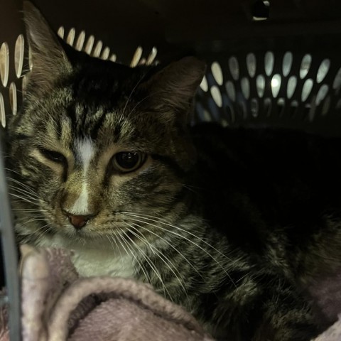 Skimbleshanks (EF Fourty Seven)