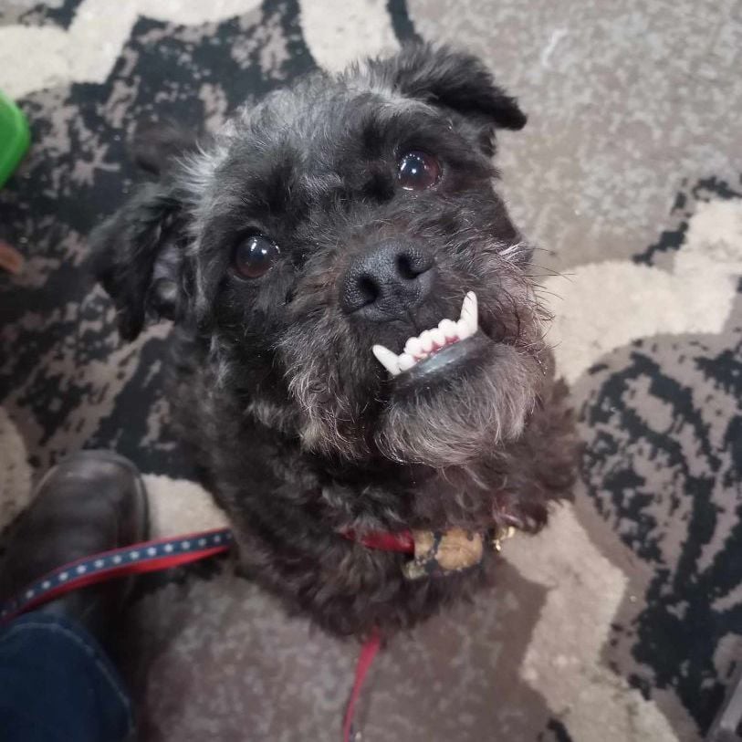 Bugsy **Loves to play ball**