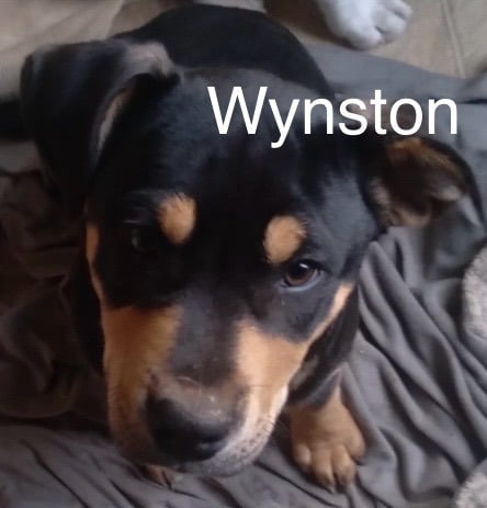 Wynston