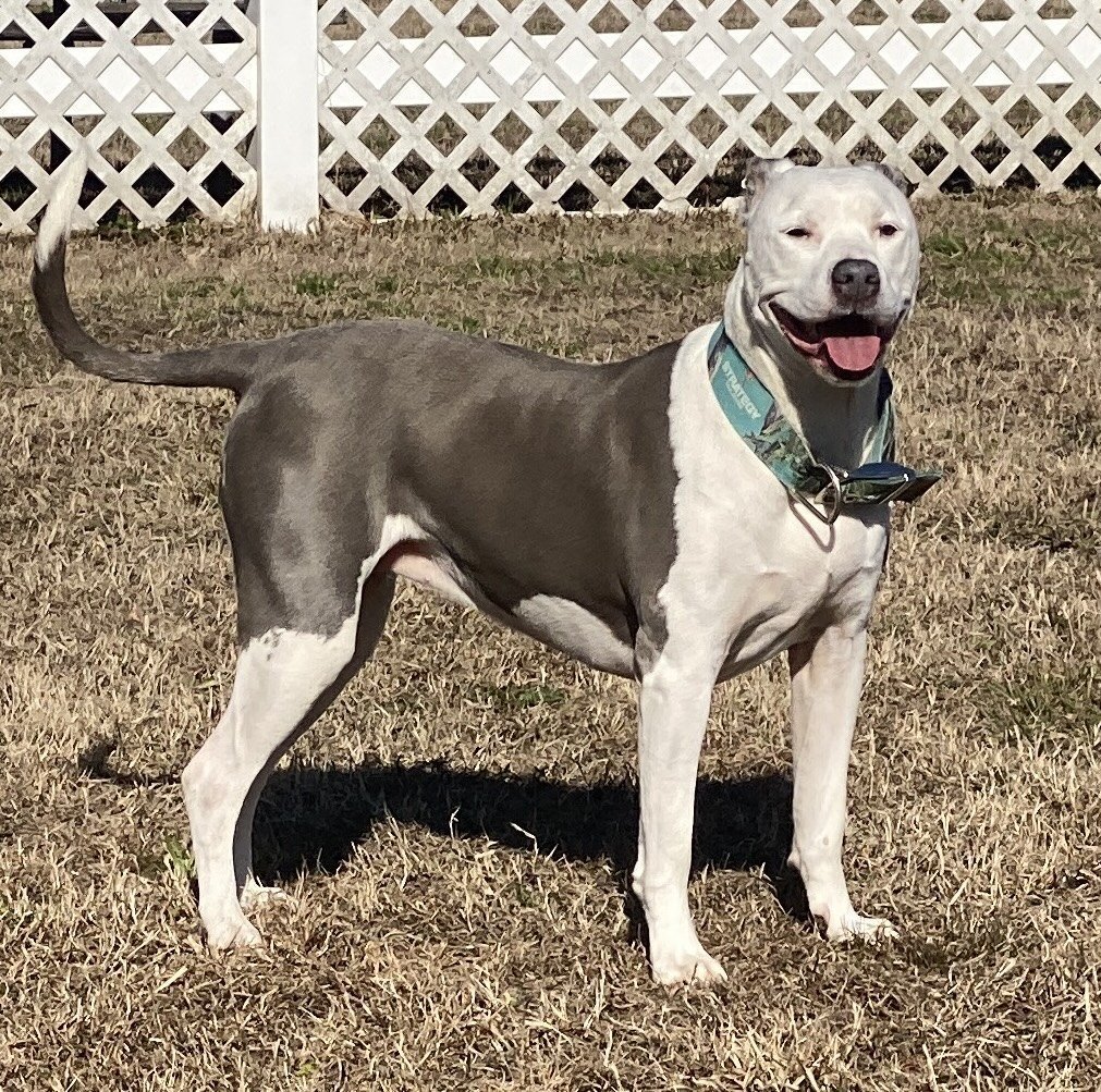 2401-0314 Candy (Available 1/25)