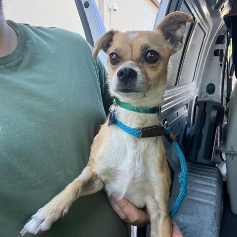 Queso - Claremont Location