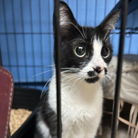 Cruella(C000-020) - Chino Hills Location