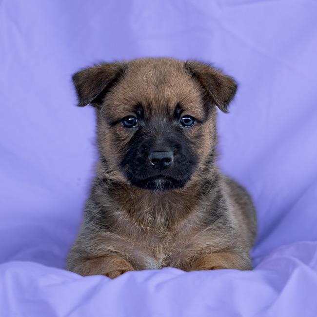 Sunstone Pup - Sardonyx