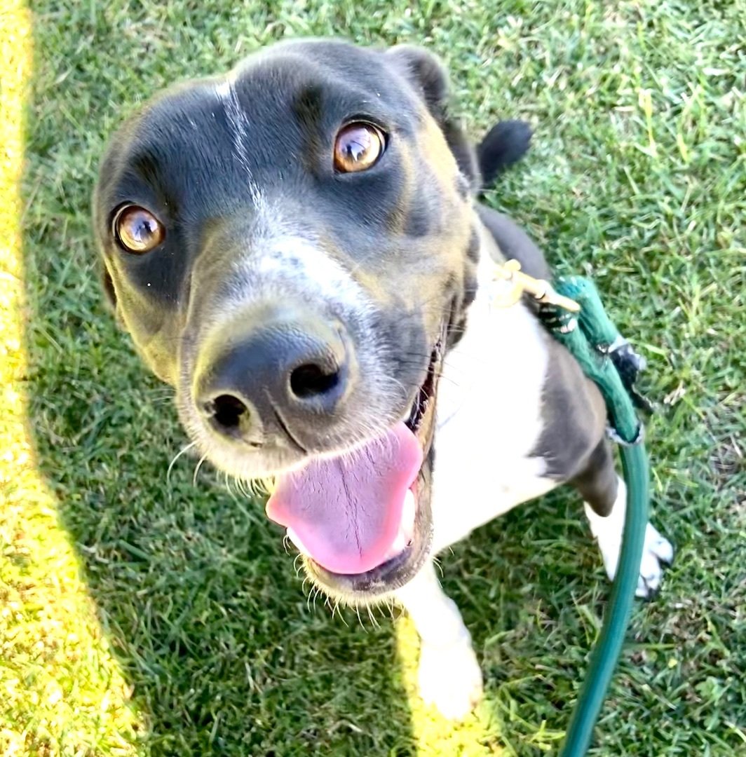 URGENTLY NEEDS FOSTER OR ADOPTER - SWEET GIRL