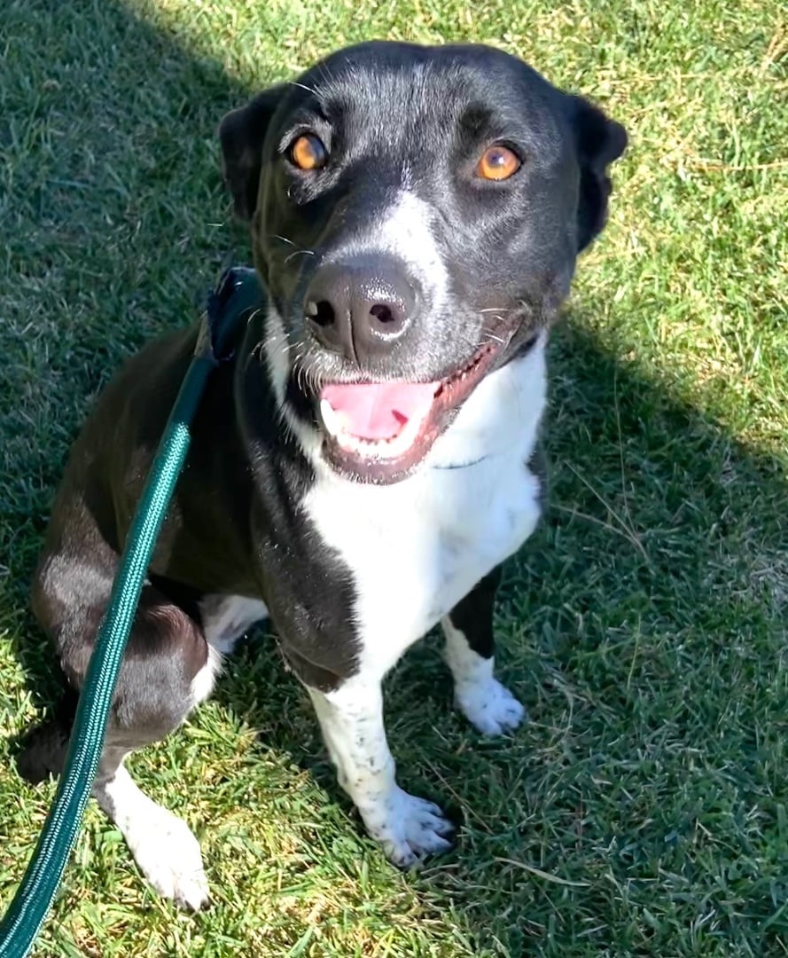 URGENT - NEEDS FOSTER OR ADOPTER (RECENTLY SAVED FROM SHELTER)