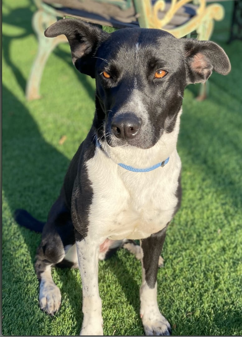 URGENTLY NEEDS LONG TERM FOSTER OR ADOPTER - SWEET GIRL!