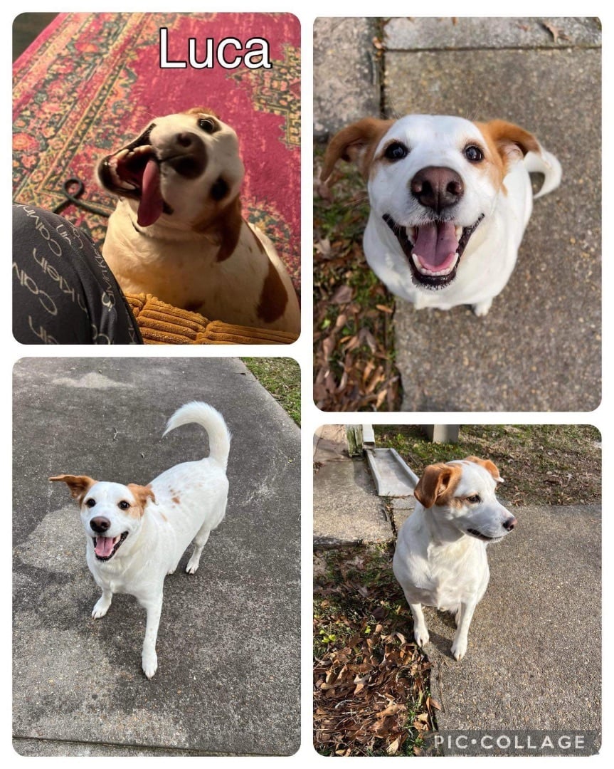 Luca